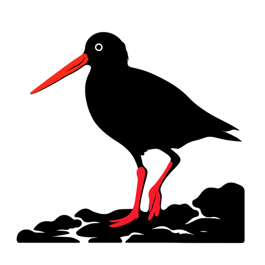 A high-contrast silhouette with minimal accent color, striking graphic of a stylized silhouette of an american oystercatcher standing on a rocky shore, long orange bill and pink legs highlighted with color, high contrast silhouette, transparent background, centered composition, optimized for dtg printing - a t-shirt design