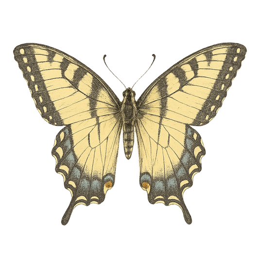 A hand-drawn, tranquil graphic of eastern tiger swallowtail butterfly – a t-shirt design