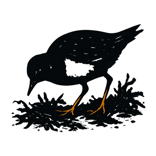 A high-contrast silhouette with minimal accent color, busy graphic of a small, blocky silhouette of a ruddy turnstone foraging near seaweed, orange legs and white chest accent, transparent background, optimized for dtg printing - a t-shirt design