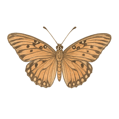 A hand-drawn, tranquil graphic of gulf fritillary butterfly – a t-shirt design