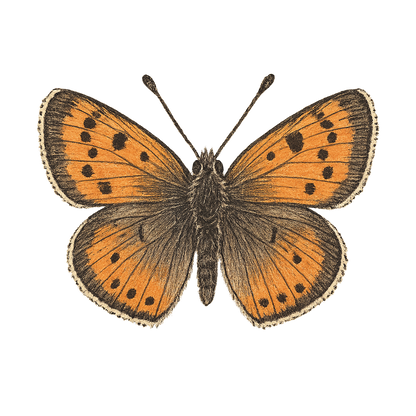 A hand-drawn, tranquil graphic of small copper butterfly – a t-shirt design
