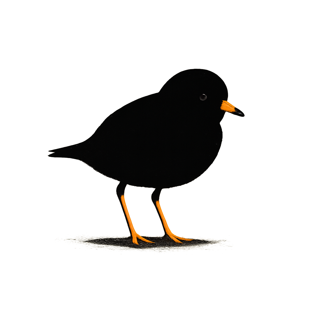 A high-contrast silhouette with minimal accent color, delicate graphic of a small silhouette of a piping plover standing on the sand with orange legs and beak highlighted, transparent background, optimized for dtg printing - a t-shirt design
