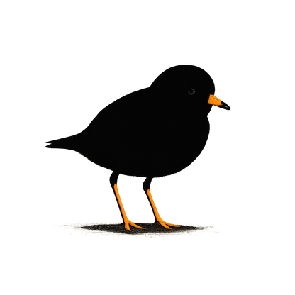 A high-contrast silhouette with minimal accent color, delicate graphic of a small silhouette of a piping plover standing on the sand with orange legs and beak highlighted, transparent background, optimized for dtg printing - a t-shirt design