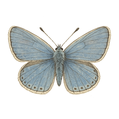 A hand-drawn, tranquil graphic of common blue butterfly – a t-shirt design