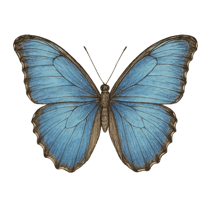 A hand-drawn, tranquil graphic of blue morpho butterfly – a t-shirt design