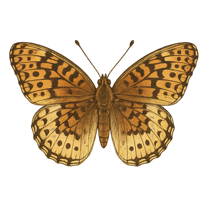 A hand-drawn, tranquil graphic of great spangled fritillary butterfly – a t-shirt design